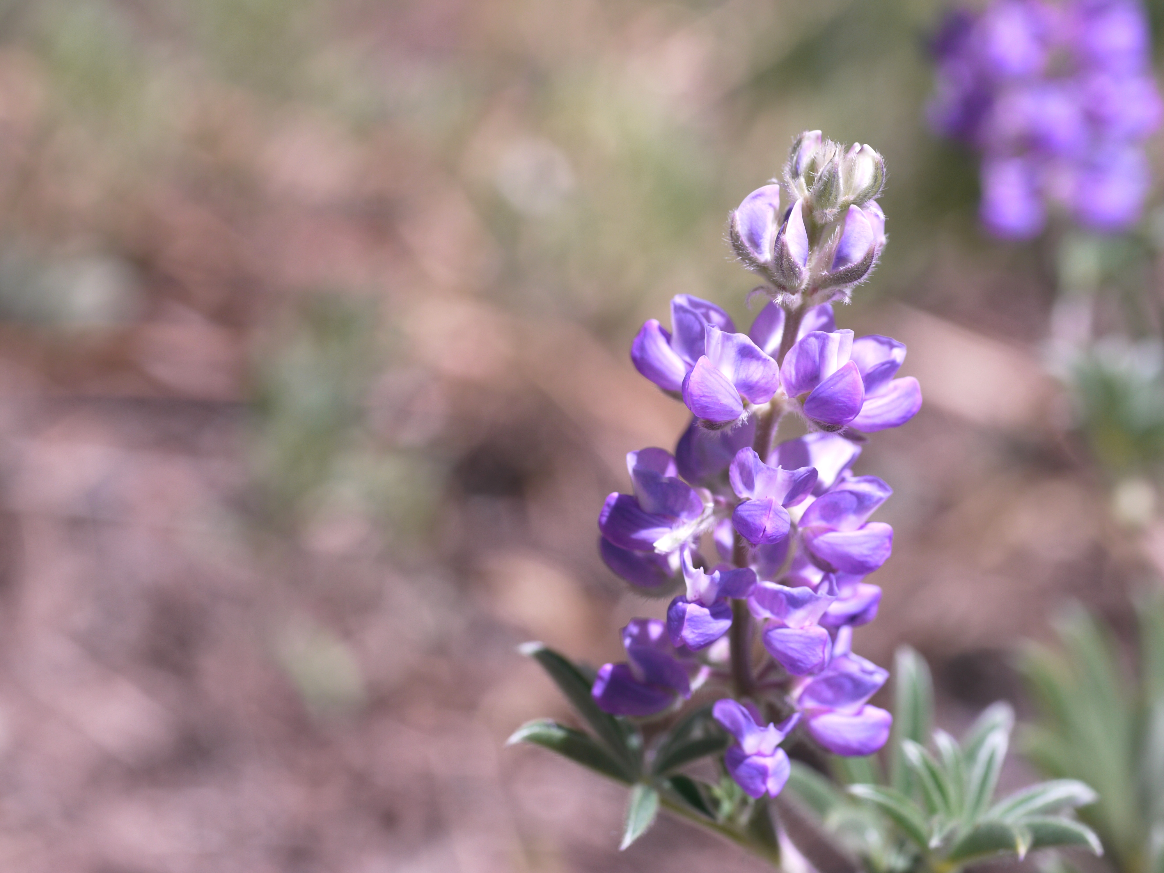 P1100124 Lupine.JPG