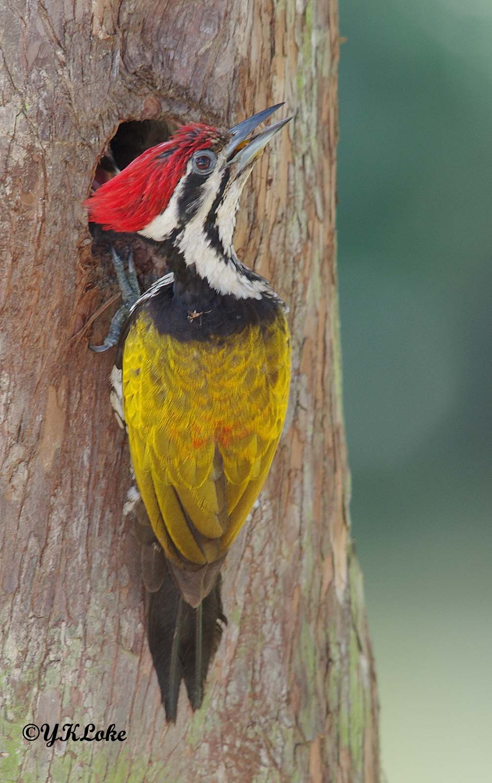 Common Flameback