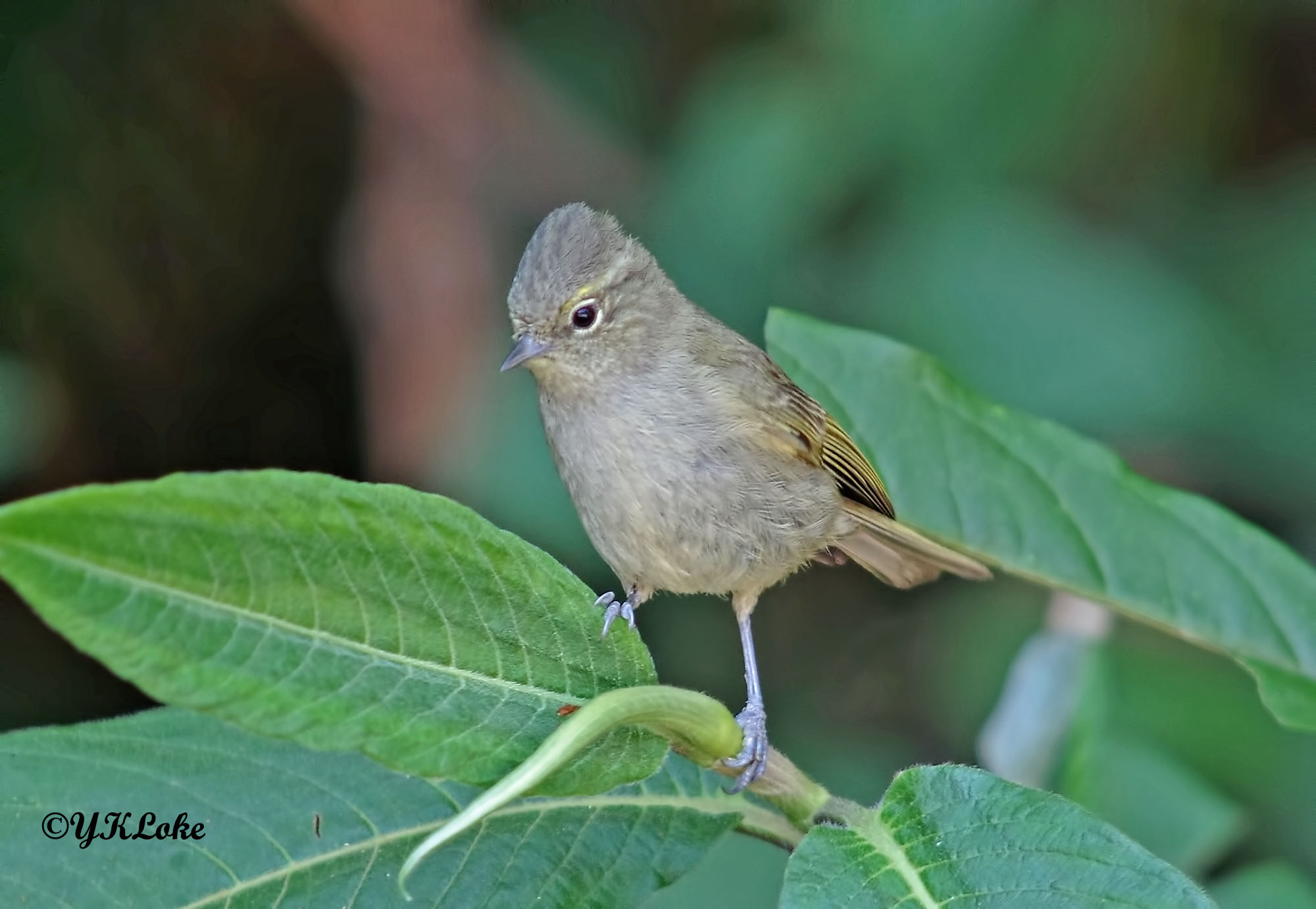 Yellow-browed Tit