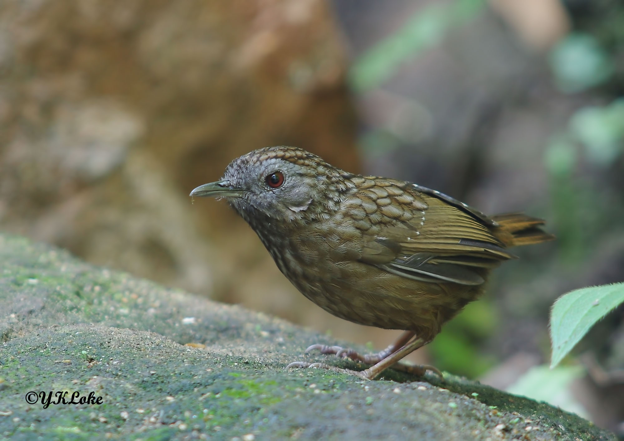 Streaked Wren Babbler.