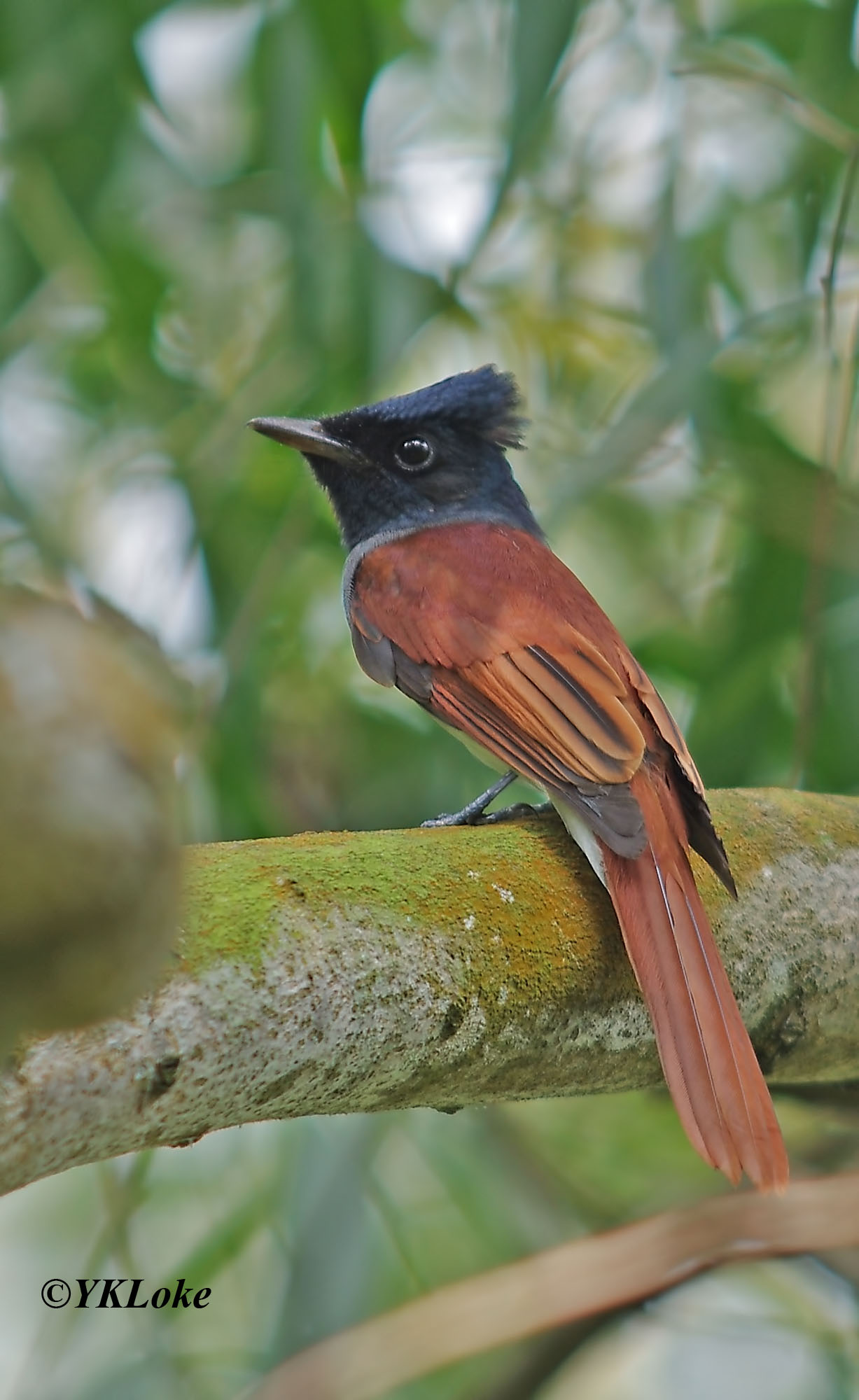 Asian Paradise Flycatcher (F)