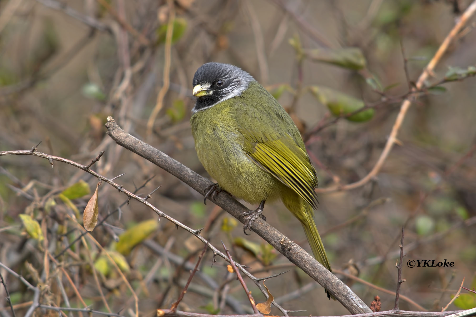 Collared Finchbill