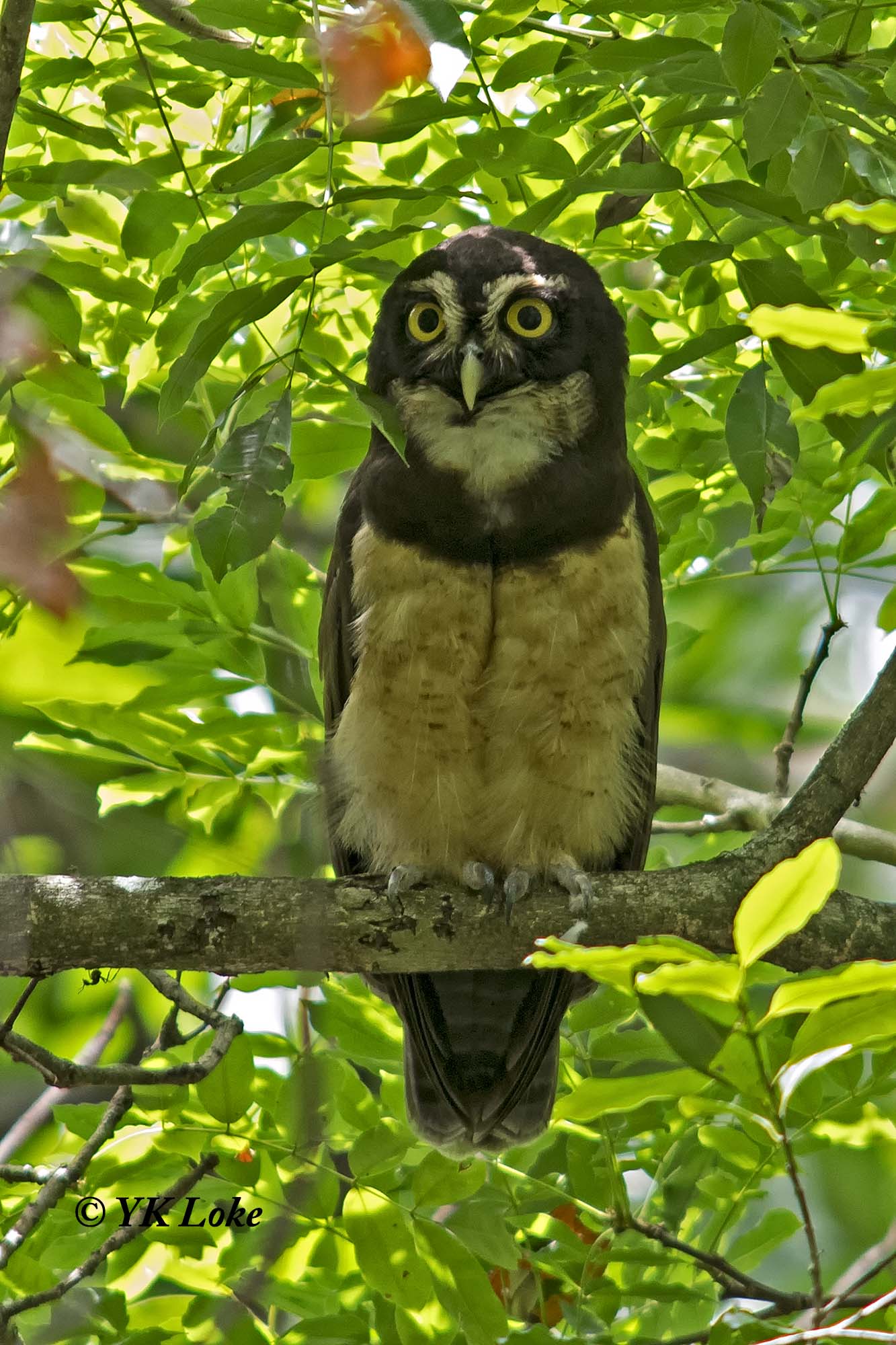 Spectacled Owl, 