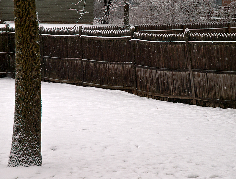 Tree and fence