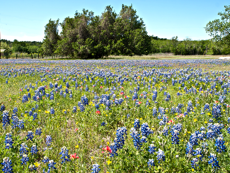 Wildflowers in the spring