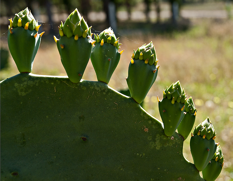 Cactus buds