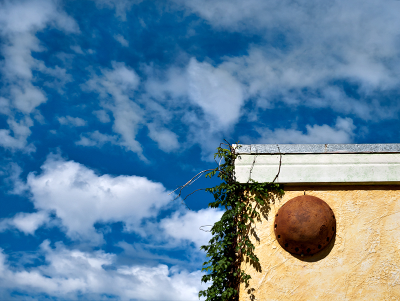 Wall and vines