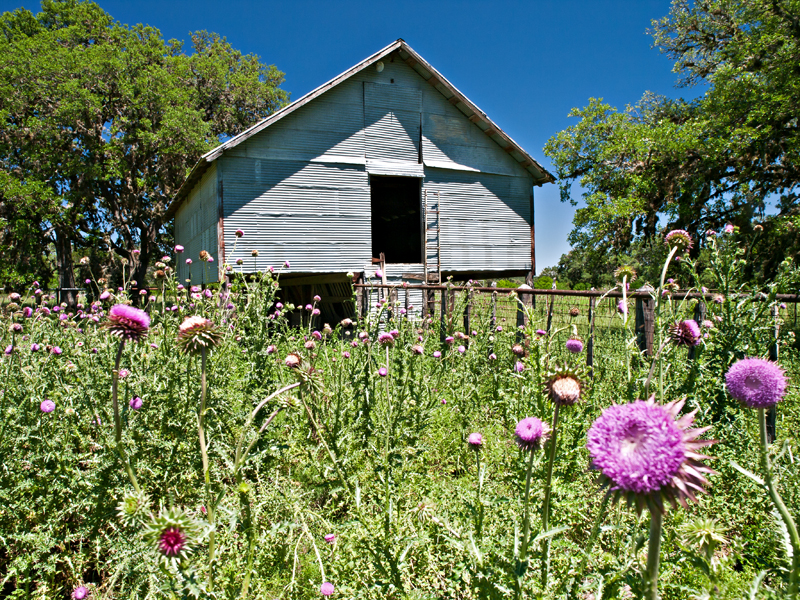 Hay barn at cattle working area