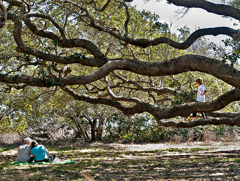 Picknicking at another big tree at the Big Tree site. 