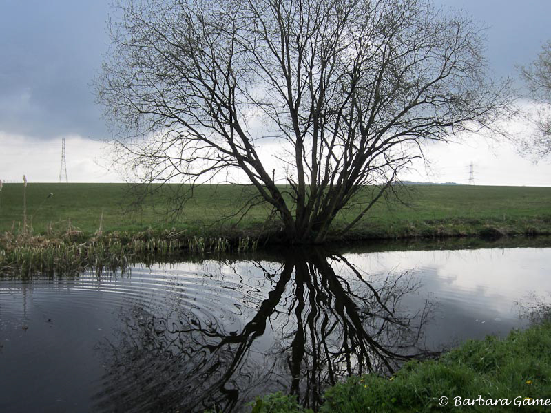 Bare limbs, stormy sky