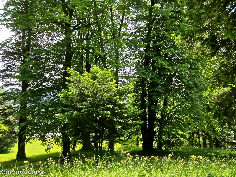 European spring forest behind the Kaiser Villa