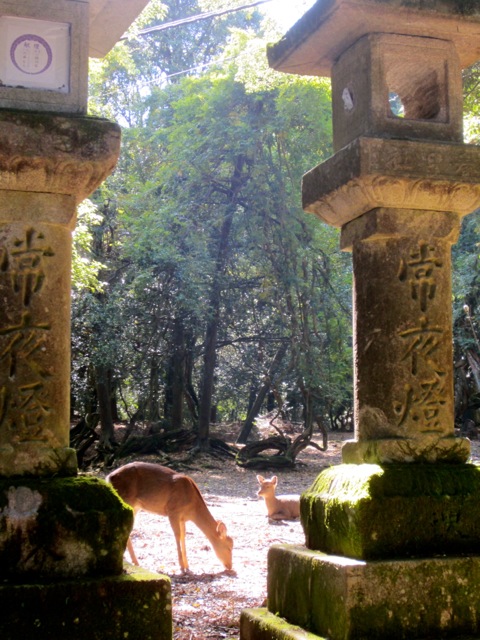 Deer and stone lanterns, Nara 