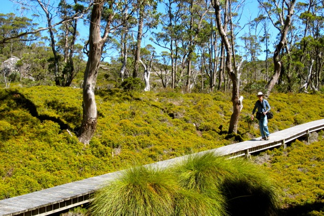 Cradle Mountain board walk, across fragile eco-system