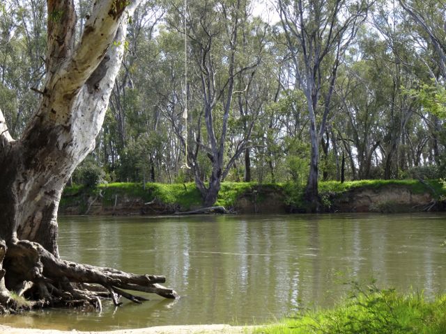 Murray River at Wahgunyah