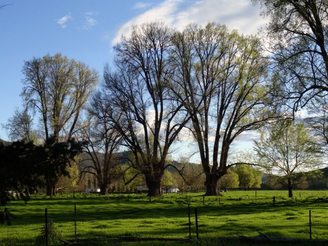 Elms on nearby property