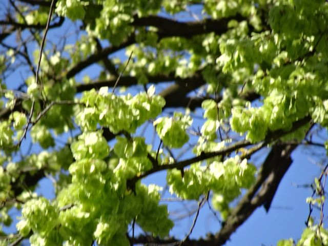 Elm blossom
