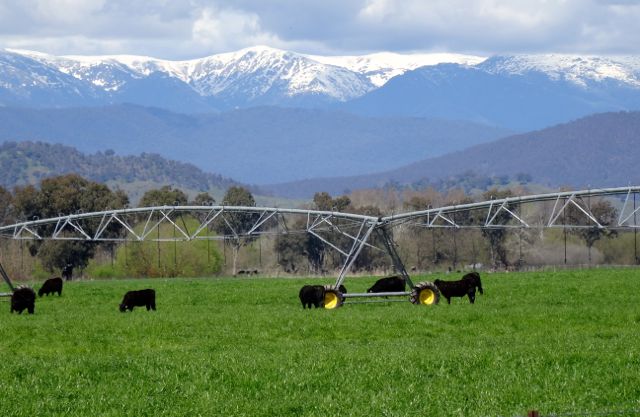 Irrigation, cattle and alps