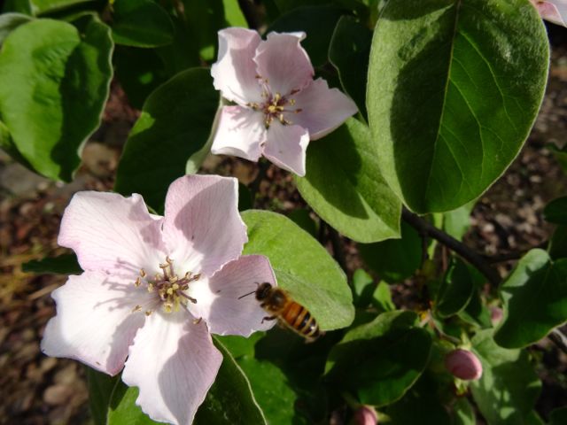 Apple blossom