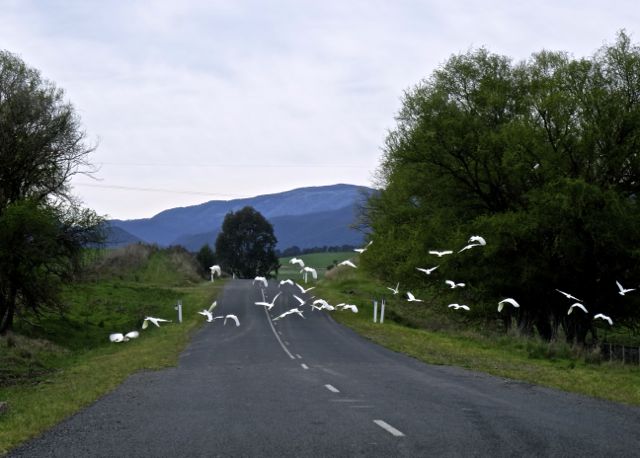 White cockatoos 