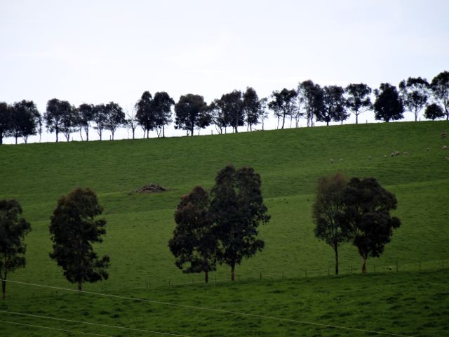 Line of trees