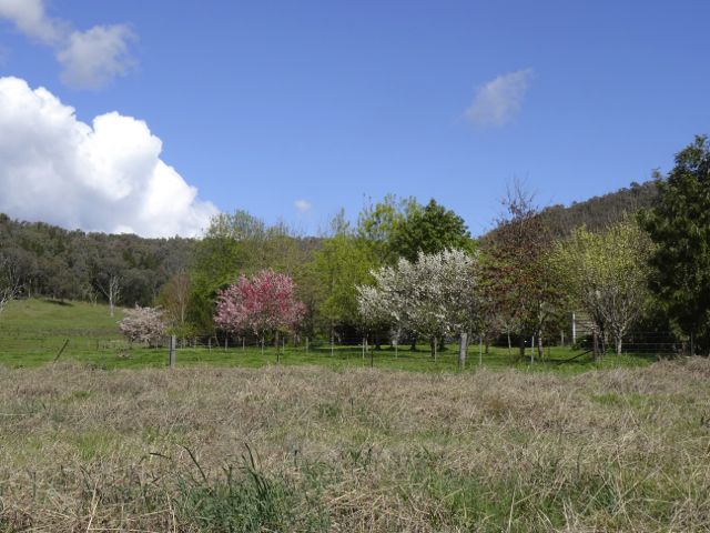 Spring blossom