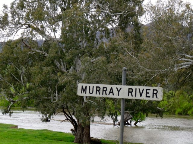 The Murray