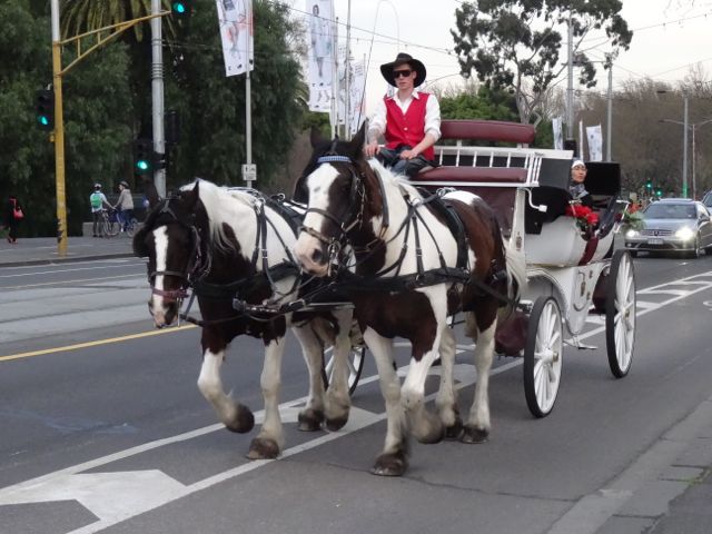One of the Melbourne city horse drawn carriages