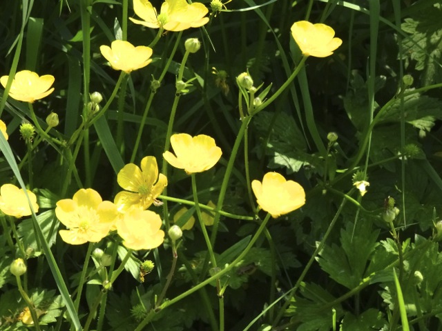 Buttercups