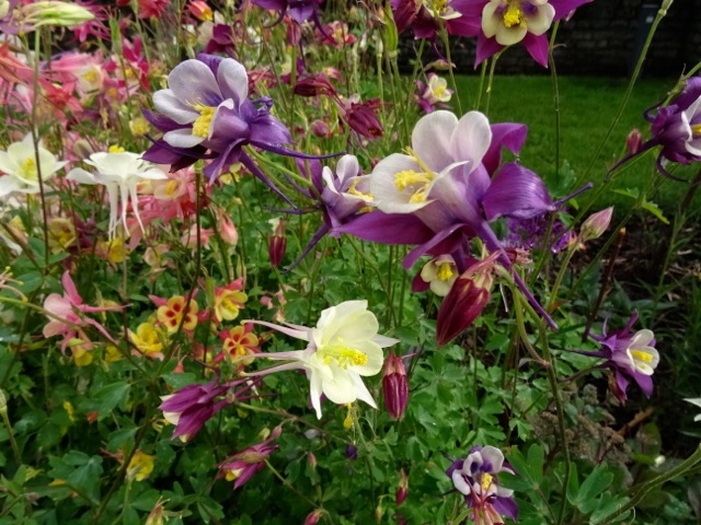 Flowers mentioned in Shakespeare's works - Columbines