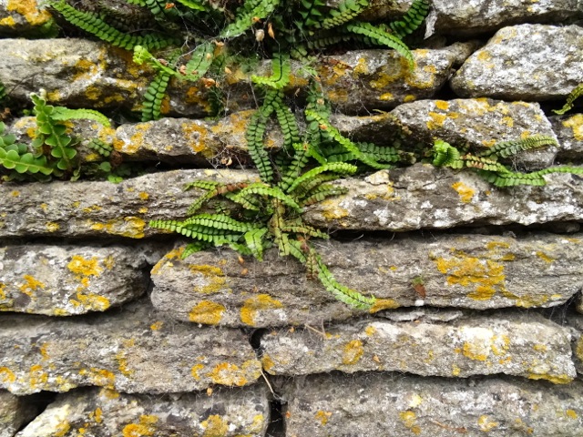 Shipton Moyne, Gloucestershire, drystone wall