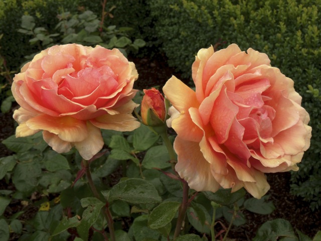 Kings Garden, hybrid tea rose Fellowship