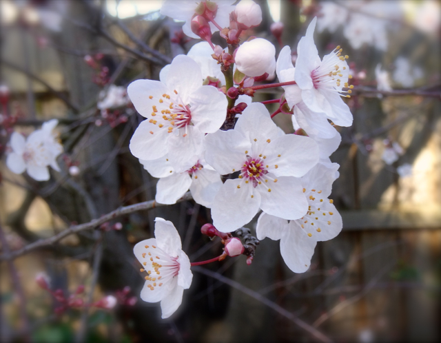 Plum Blossom, my garden, Melbourne, Australia