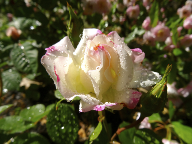Rose Seduction, my garden, Spring 2014