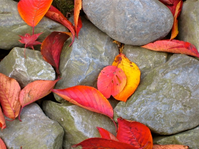 Texture of Japan, smooth stones and autumn leaves