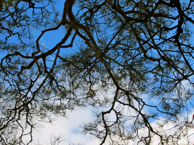 Lacy branches and blue sky