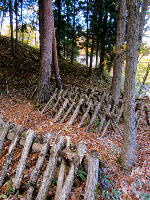 Shitake mushrooms set to grow on exposed logs