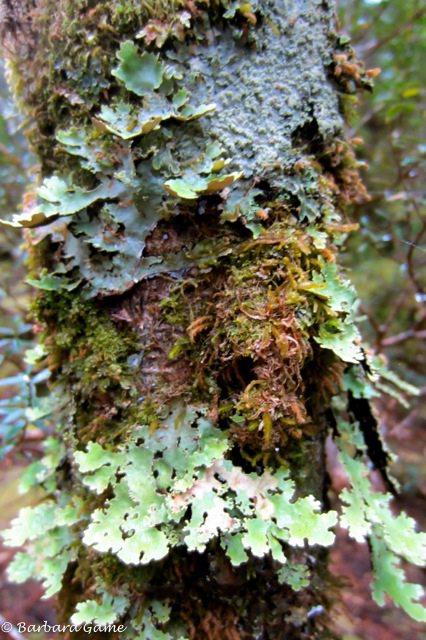 Lichens, Weindorfer's forest walk
