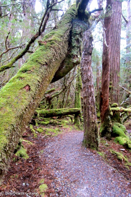Weindorfer's Forest Walk