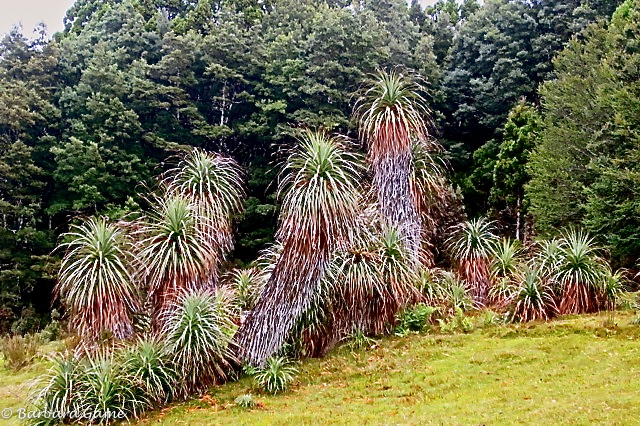 Alpine pandanus