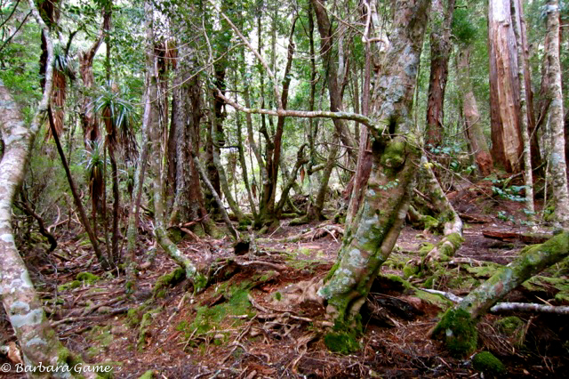 Moss covered forest