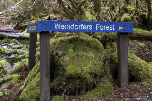 In Weindorfers forest