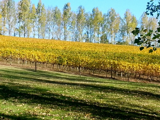 Autumn vineyard, Tarrawarra Estate, Yarra Valley