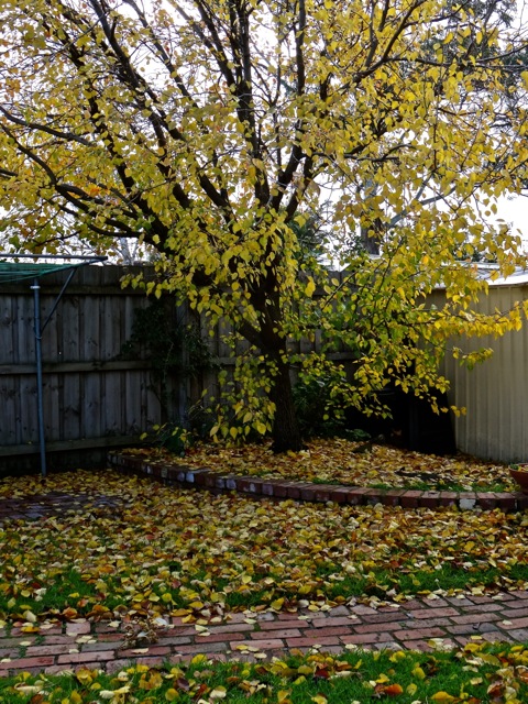 A corner of the back garden in Autumn  2016