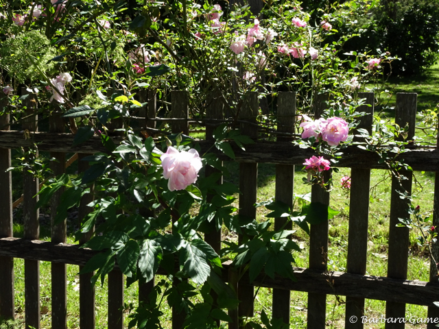 Roses straddle the kitchen garden fences