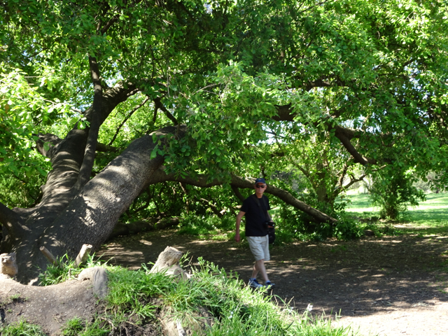 Huge old oak tree