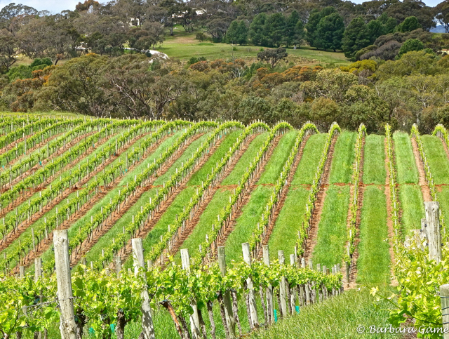 Rows of spring vines