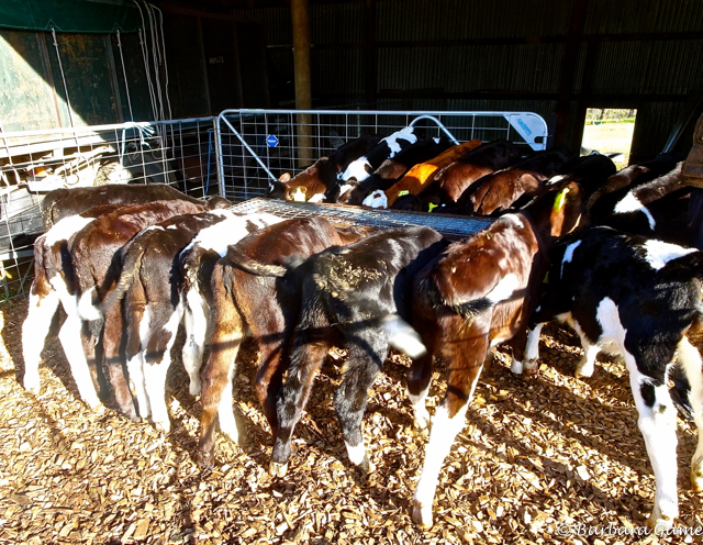 Poddy calves drinking at the milk trough