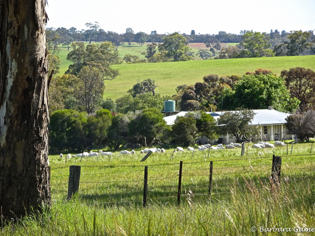 Sheep farm in Victoria, near Harrow