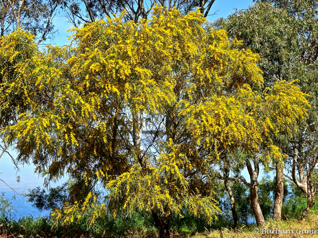 Australia's Golden Wattle