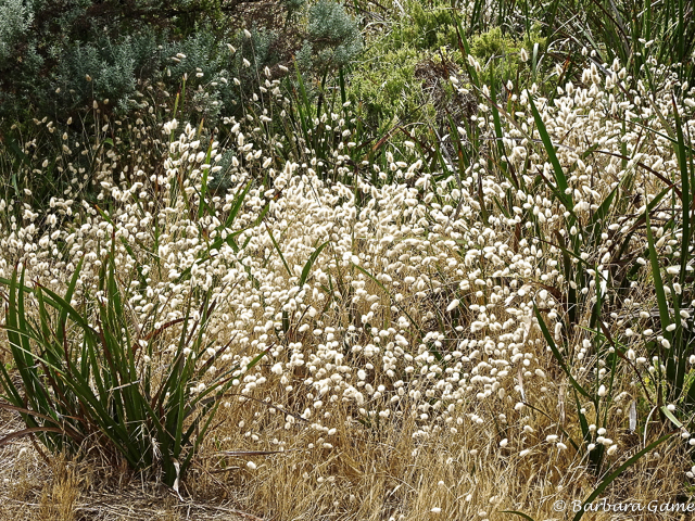 Grasses, Nelson, Victoria